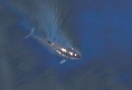 oil covered whale struggles